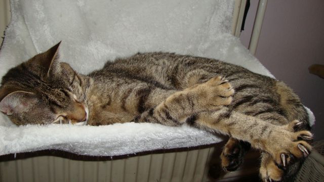 Slika
