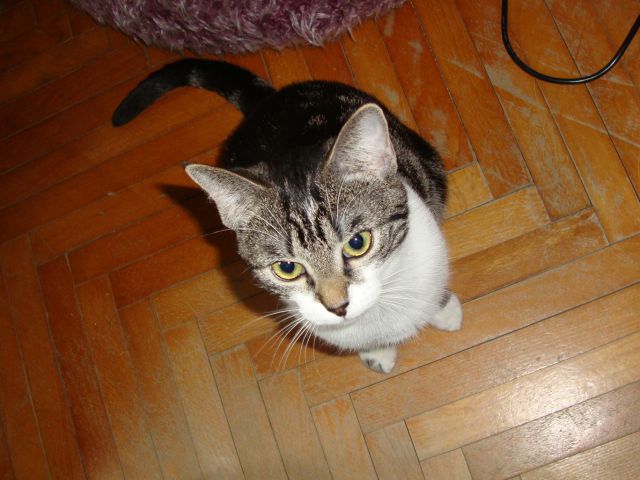 Slika
