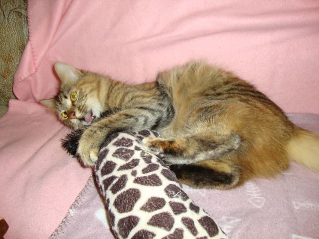 Slika