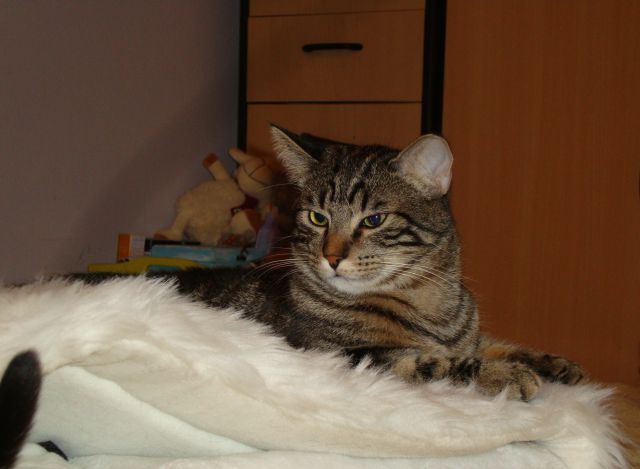 Slika