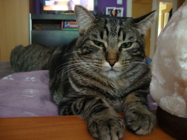 Slika