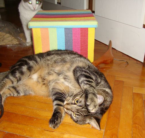 Slika