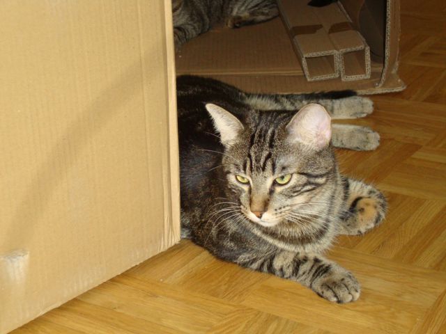 Slika