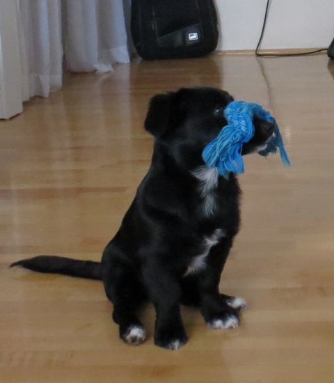 Slika