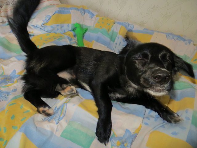 Slika
