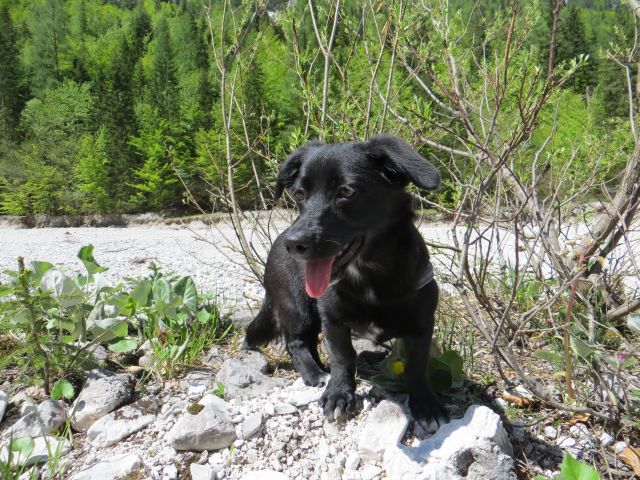 Slika