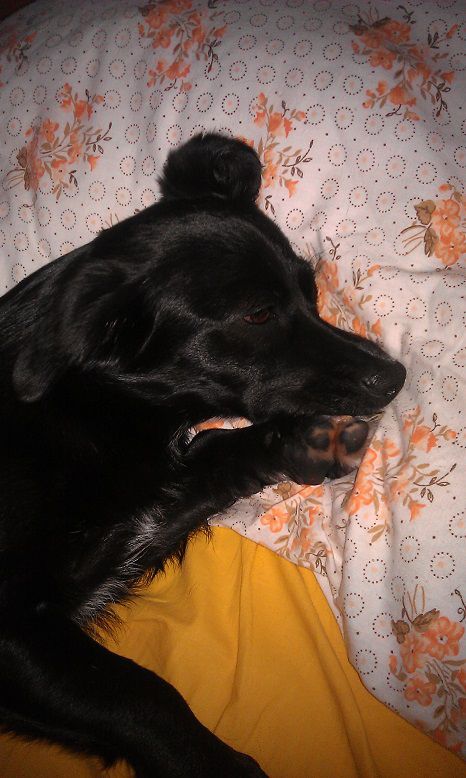 Slika
