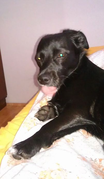 Slika