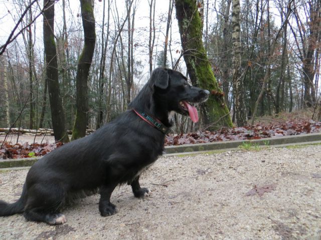 Slika