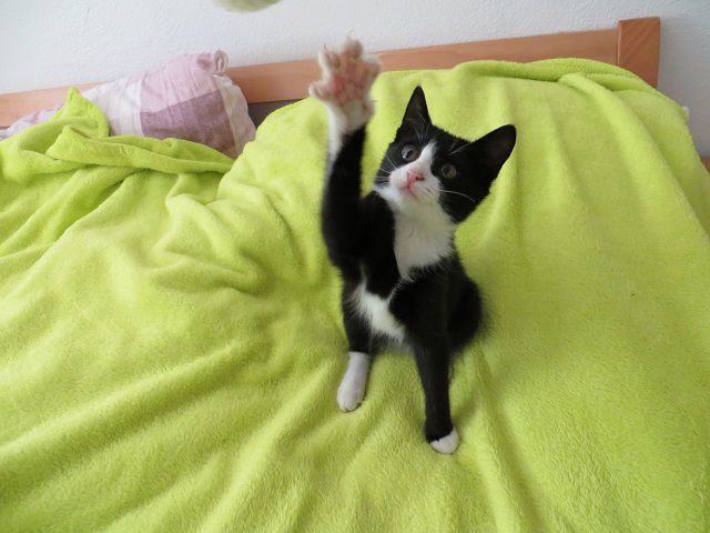 Slika