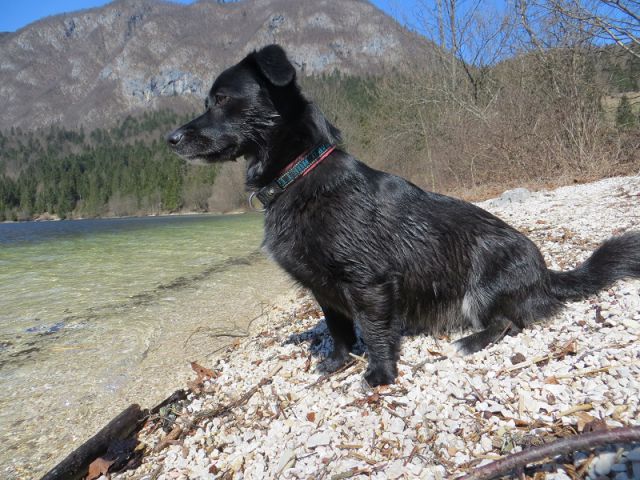Slika