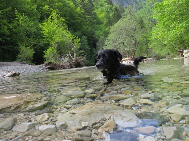 Slika