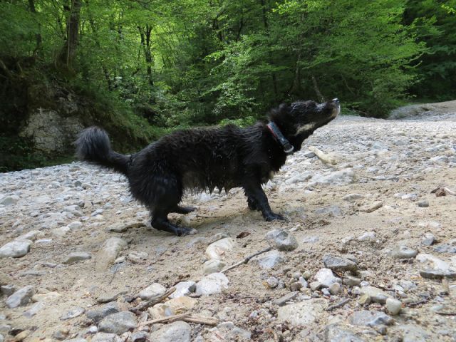 Slika