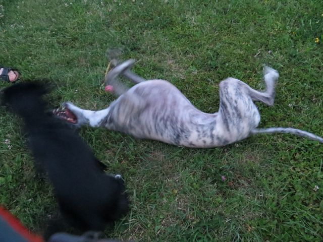Slika
