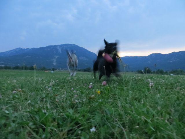 Slika