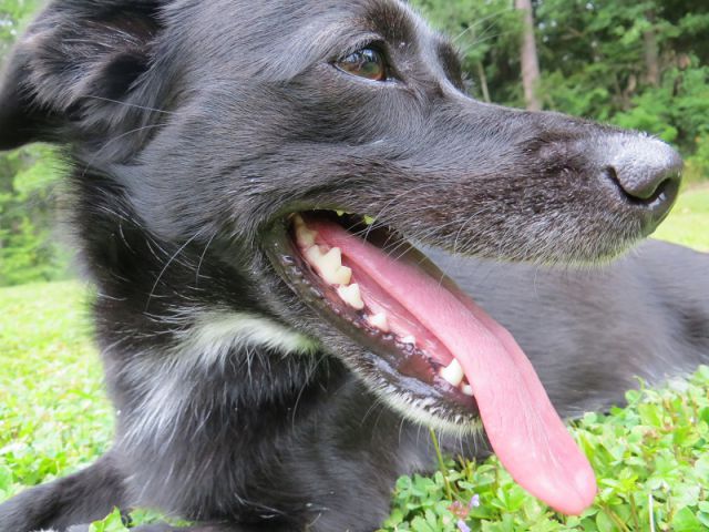 Slika