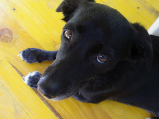 Slika