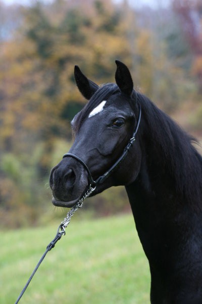 ASWAD - v arabskem jeziku pomeni črn konj 