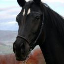 ASWAD - polnokrvni arabski žrebec, egipčanska linija, star leto in pol, 
potomec Vite x K