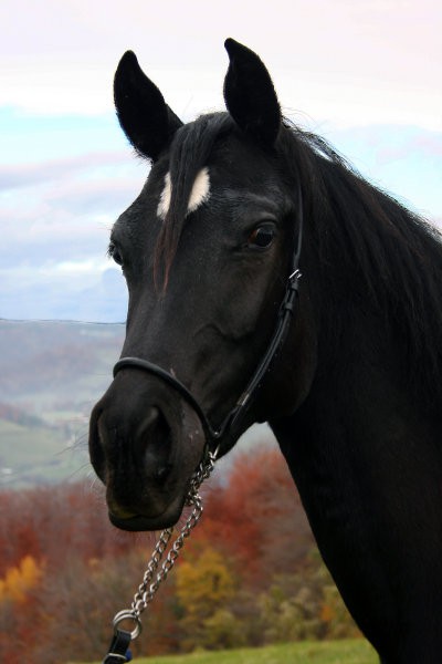 ASWAD - polnokrvni arabski žrebec, egipčanska linija, star leto in pol, 
potomec Vite x K