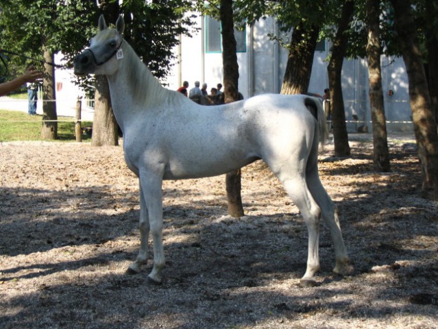 VITA - predstavitev arabskih konj, Stožice 2005