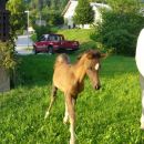 WADIJA - vesela, da je zunaj..