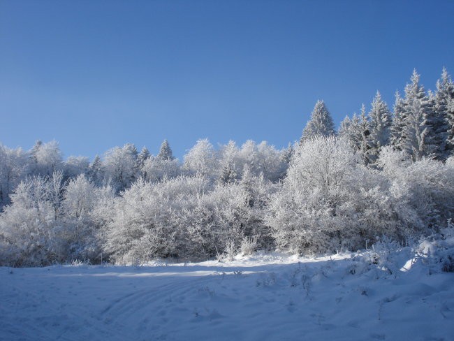 Narava - foto povečava