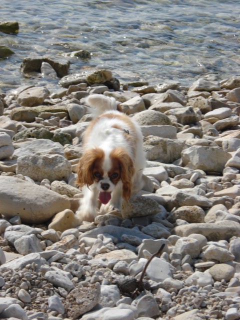 Na smrt utrujeni pes se z zadnjimi močmi privleče iz vode ... Brodolom B-)