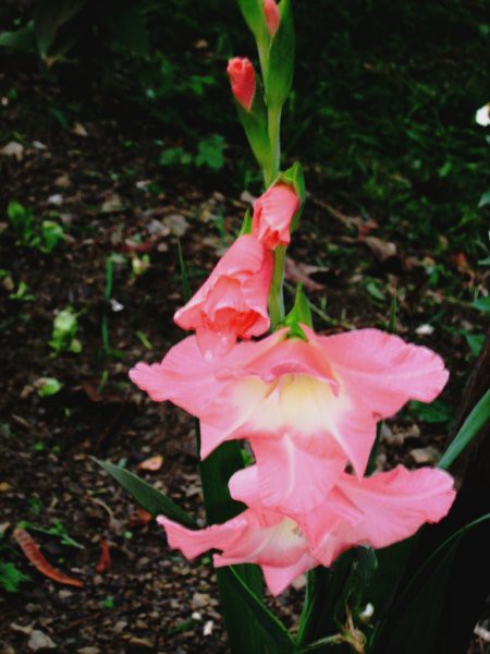Ikebane in rože - foto povečava