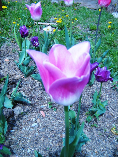 Ikebane in rože - foto
