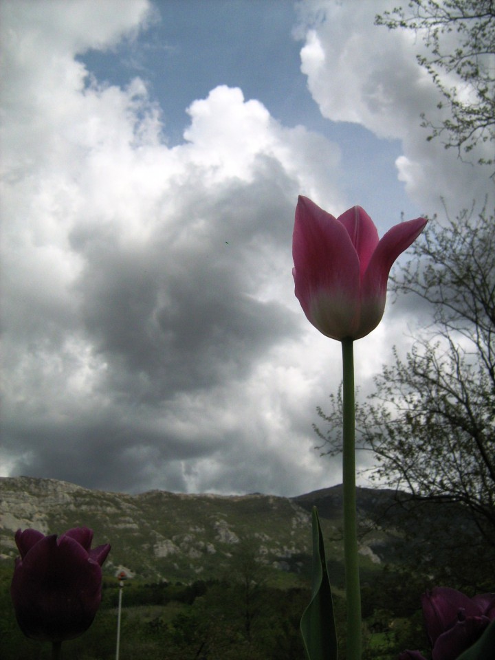 Ikebane in rože - foto povečava