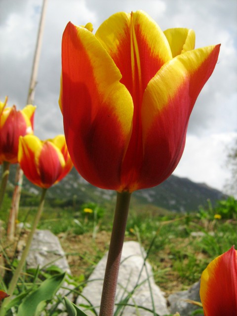 Ikebane in rože - foto