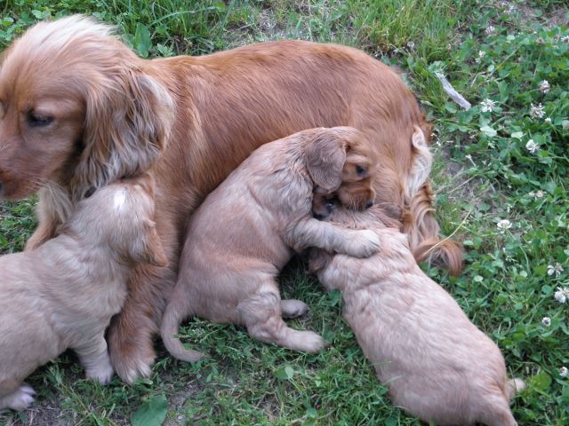 Bučko - foto