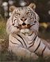 Tigr - foto