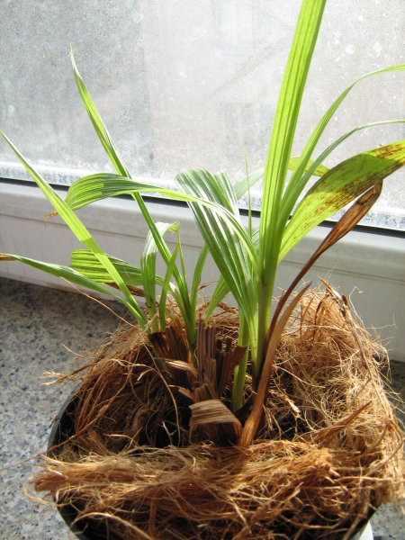Spathoglottis plicata-palm orchid, noveber2007