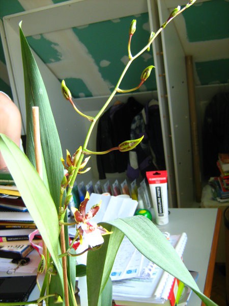 Colmonara Jungle Monarch-po1letu in 1mesecu čakanja se je odprl 1 cvet in je bilo ugibanja