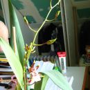 Colmonara Jungle Monarch-po1letu in 1mesecu čakanja se je odprl 1 cvet in je bilo ugibanja