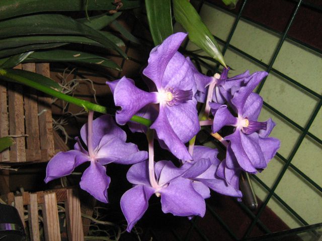 Orhideje - foto