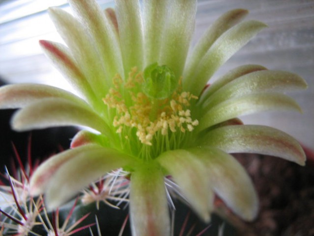  	ECHINOCEREUS VIRIDIFLORUS V. DAVISII