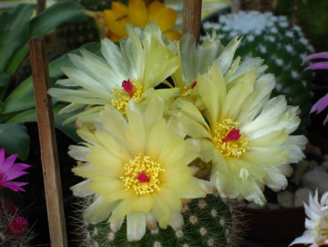  	NOTOCACTUS WERDERMANNIANUS