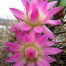 Prvič po 5 letih cveti, eriosyce...-čilenski kaktusi
