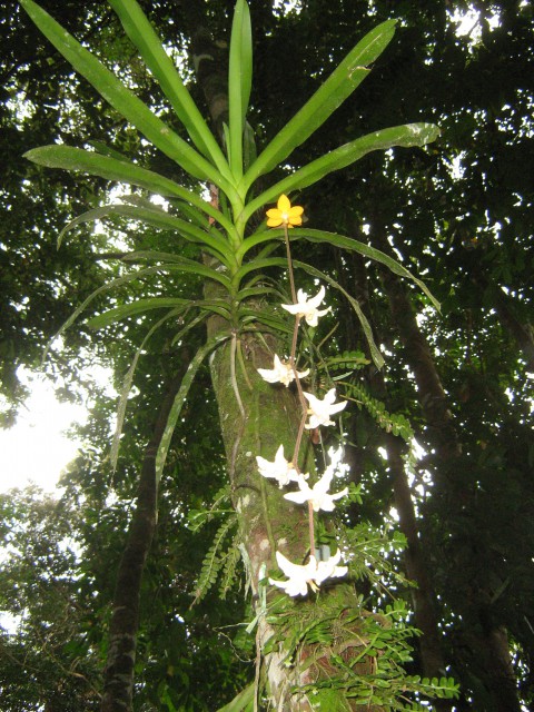 Orhideje v botaničnem vrtu Hot Springa pod Mt. Kinabalujem nadmorska višina okoli 1100m, i