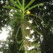 Orhideje v botaničnem vrtu Hot Springa pod Mt. Kinabalujem nadmorska višina okoli 1100m, i