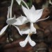 Orhideja iz divjine v Danum Vallyu