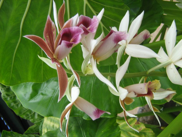 Orhideje iz parka Rafflesij(v tem parku ni bilo na žalost cvetočihRafflesij) na višini oko