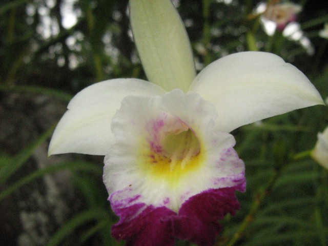 Ta in vse nadaljne orhideje so iz parka orhidej in metuljev v bljižini Kota Kinabaljuja, n