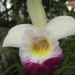 Ta in vse nadaljne orhideje so iz parka orhidej in metuljev v bljižini Kota Kinabaljuja, n