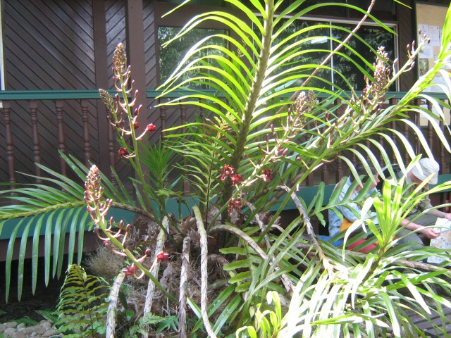 Na Borneu jim pravijo tigraste orhideje, so zelo velike, stebla s cveti so dolgi čez 2 met