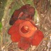 Rafflesia, ima največji cvet na svetu, rastlina je lijana, različnih koncih Bornea, cveti 