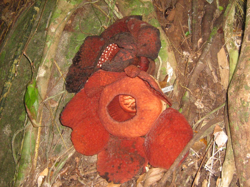 Rafflesia, ima največji cvet na svetu, rastlina je lijana, različnih koncih Bornea, cveti 